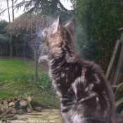 Photo de Maine coon