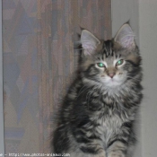 Photo de Maine coon