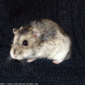 Photo de Hamster