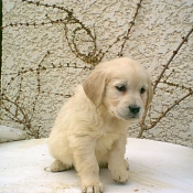 Photo de Golden retriever