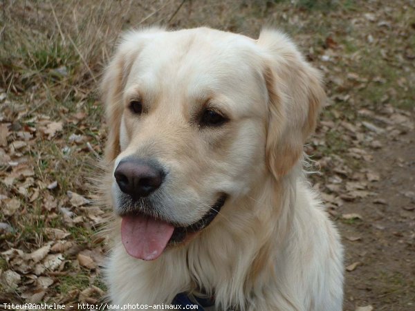 Photo de Golden retriever