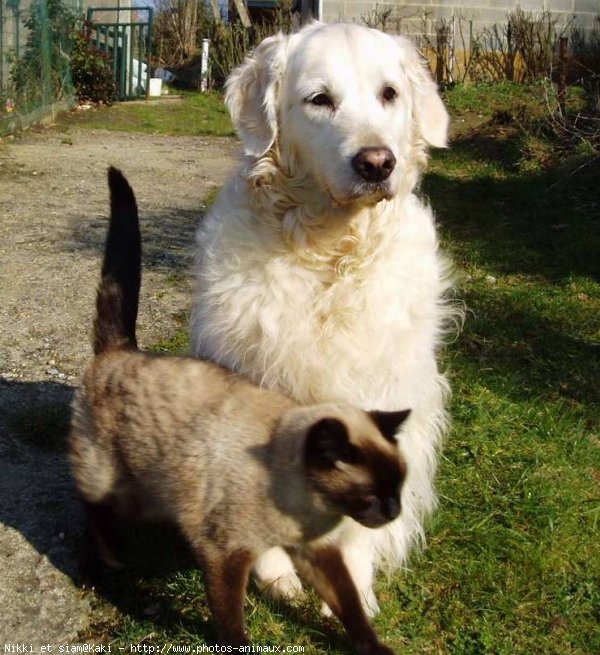 Photo de Golden retriever