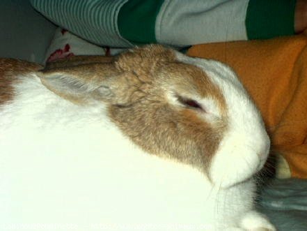 Photo de Lapin