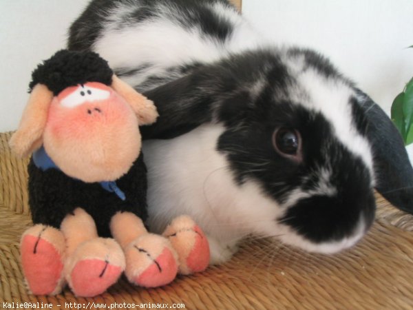 Photo de Lapin