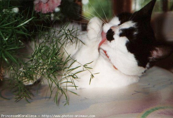 Photo de Chat domestique