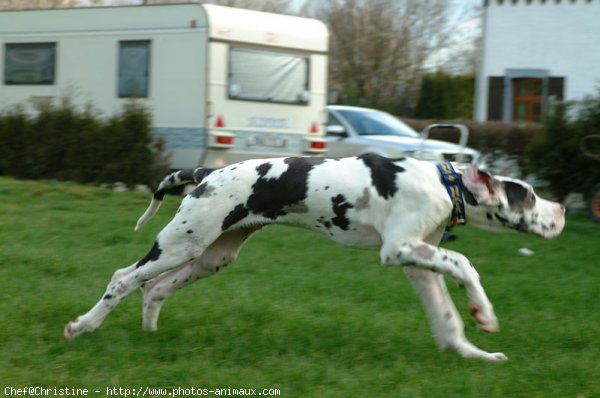 Photo de Dogue allemand