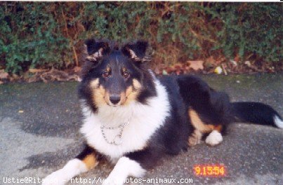 Photo de Chien de berger des shetland