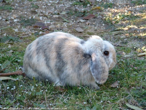 Photo de Lapin