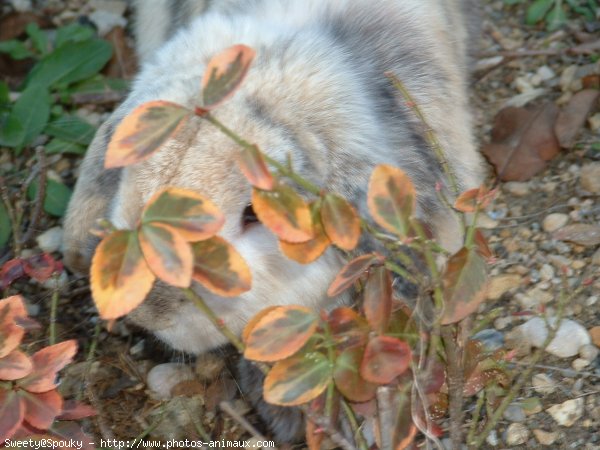 Photo de Lapin