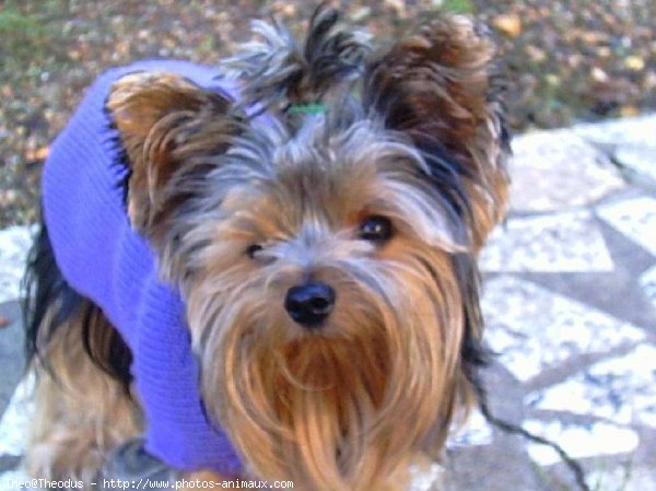 Photo de Yorkshire terrier