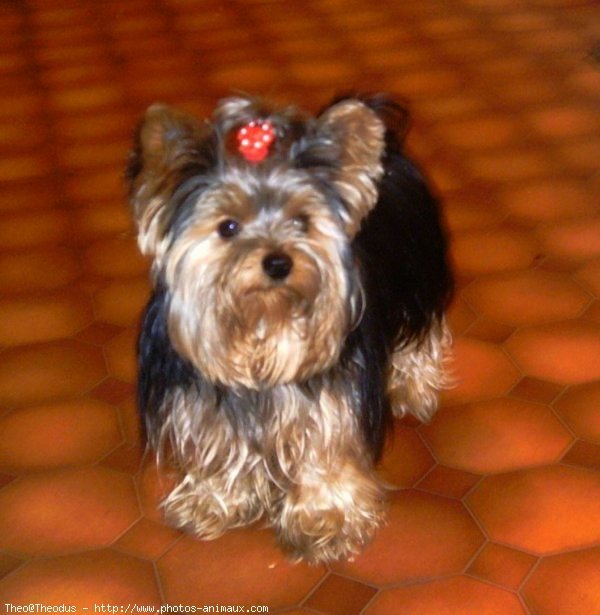 Photo de Yorkshire terrier