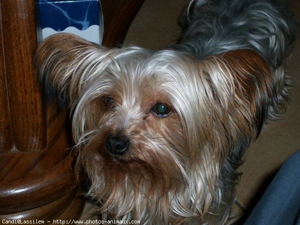 Photo de Yorkshire terrier