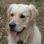 Photo de Golden retriever