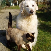 Photo de Golden retriever