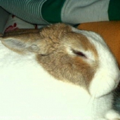 Photo de Lapin