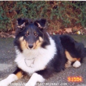 Photo de Chien de berger des shetland