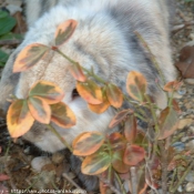 Photo de Lapin