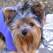 Photo de Yorkshire terrier