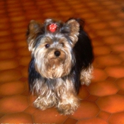 Photo de Yorkshire terrier