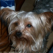 Photo de Yorkshire terrier