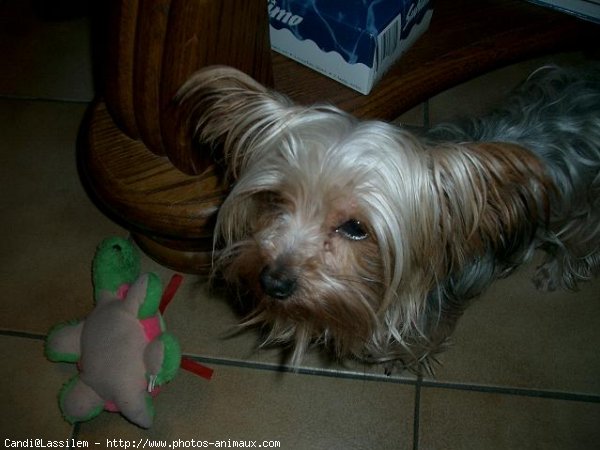 Photo de Yorkshire terrier