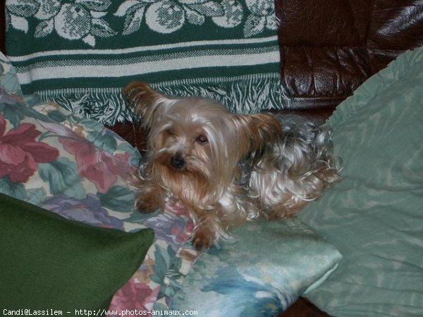 Photo de Yorkshire terrier