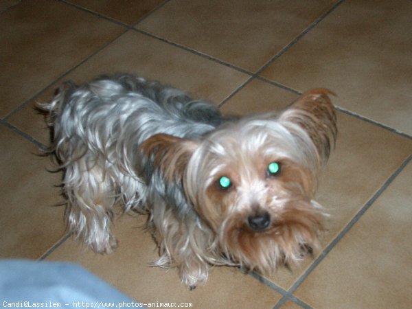 Photo de Yorkshire terrier