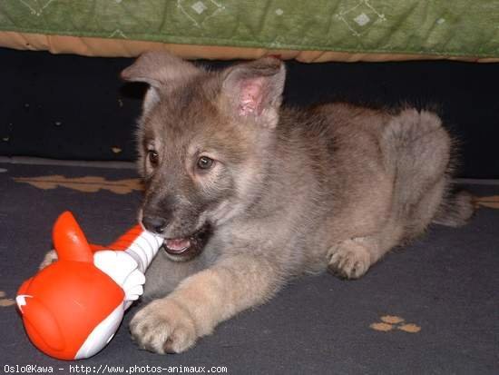 Photo de Chien-loup de saarloos