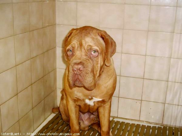 Photo de Dogue de bordeaux