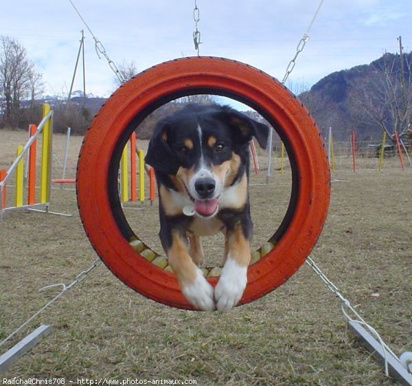 Photo de Bouvier de l'appenzell