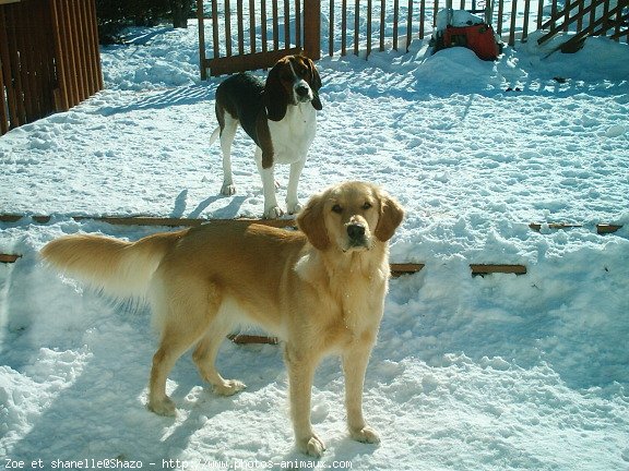 Photo de Races diffrentes