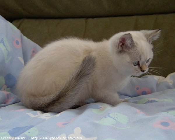 Photo de British shorthair