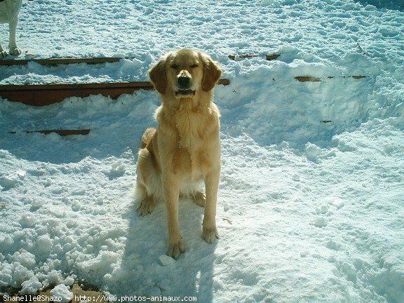 Photo de Golden retriever