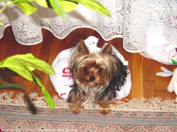 Photo de Yorkshire terrier