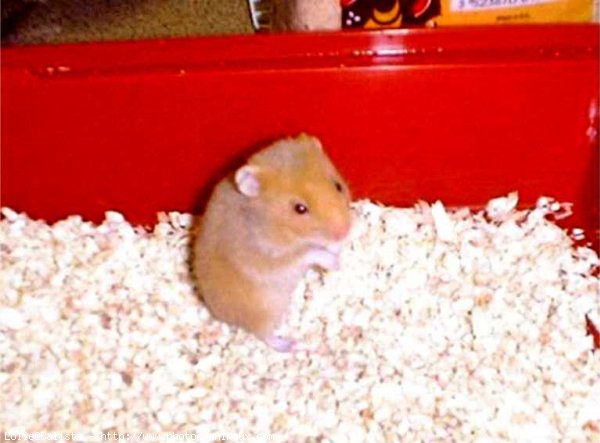 Photo de Hamster