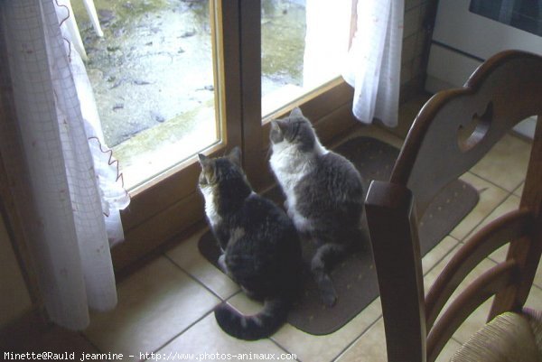 Photo de Chat domestique