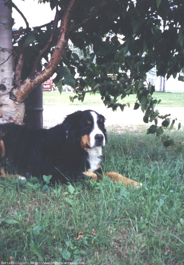 Photo de Bouvier bernois