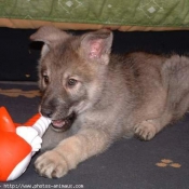 Photo de Chien-loup de saarloos