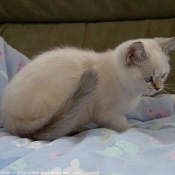 Photo de British shorthair