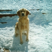 Photo de Golden retriever