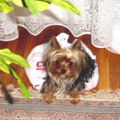 Photo de Yorkshire terrier