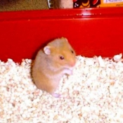 Photo de Hamster