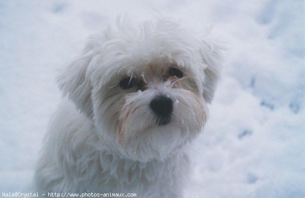 Photo de Bichon maltais