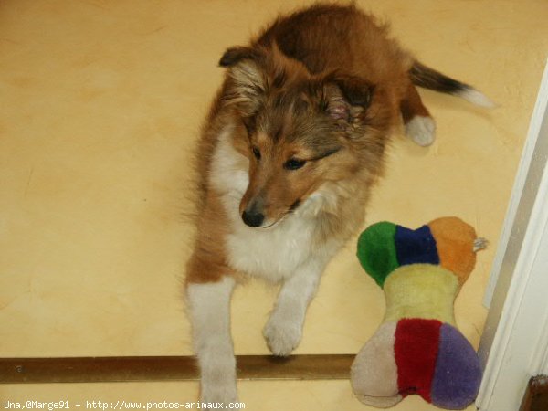 Photo de Chien de berger des shetland