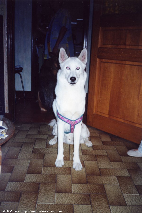 Photo de Husky siberien