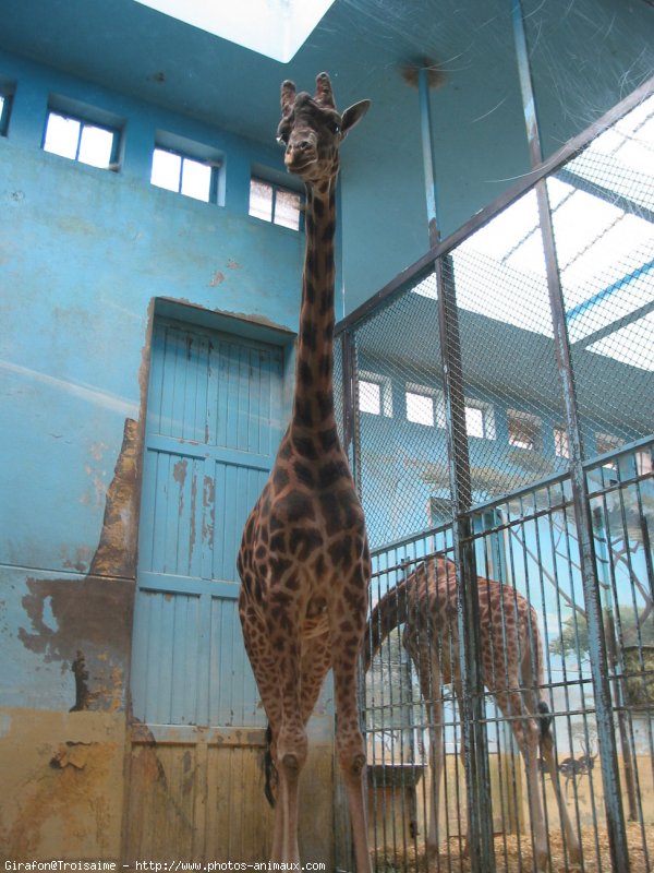 Photo de Girafe