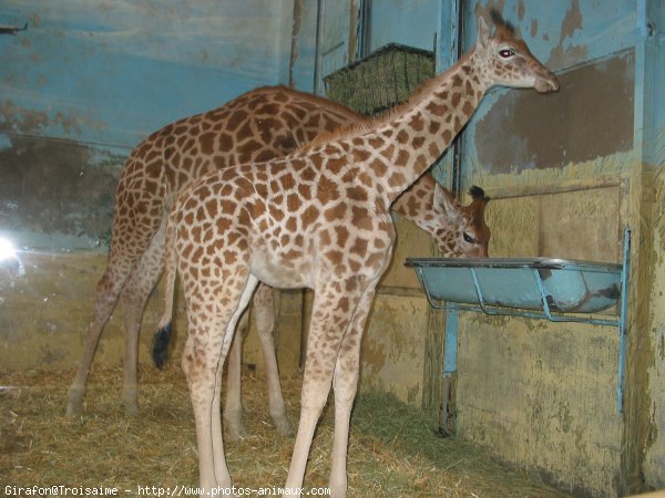 Photo de Girafe