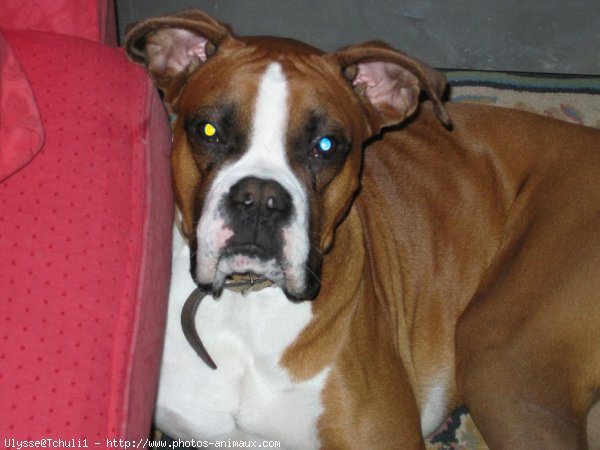 Photo de Boxer