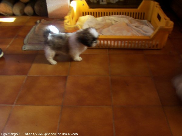 Photo de Shih tzu