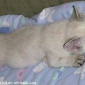 Photo de British shorthair